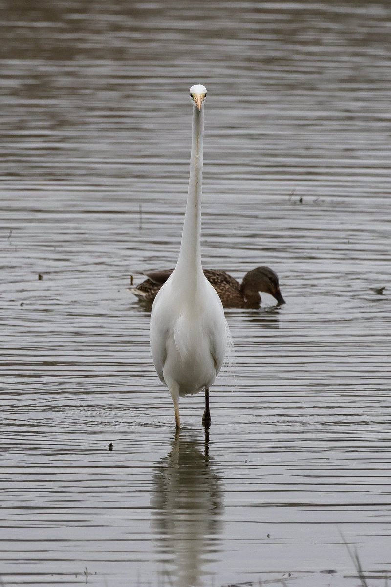 @sykesjeff Great white egret, Rutland water.