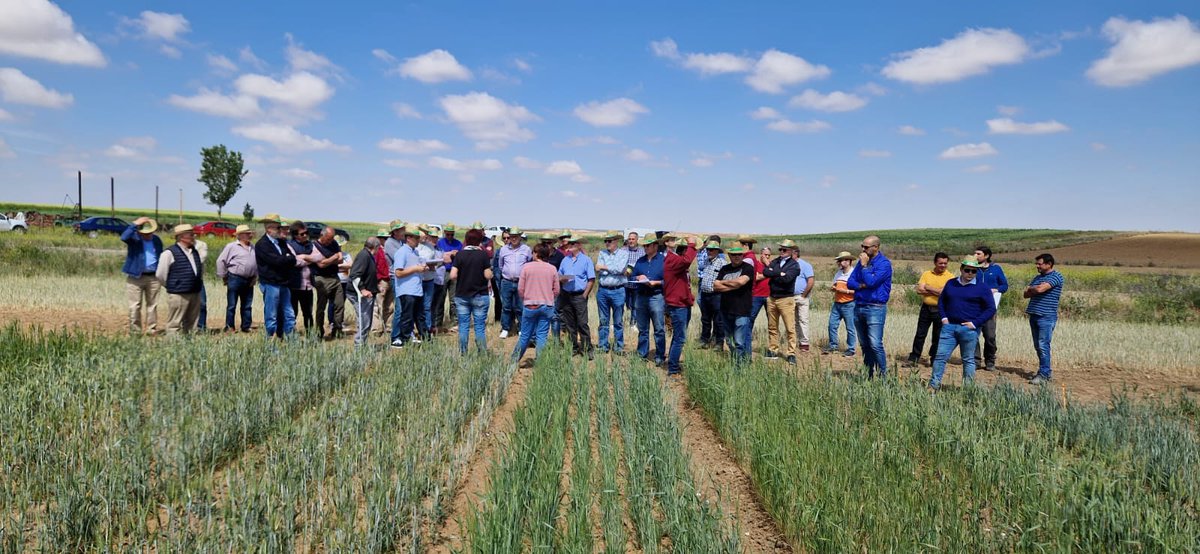 ECOTRIGO's tweet photo. Hoy en Castrillo de la Guareña, ha tenido lugar la #JornadadeCampo de #ARAE y hemos compartido con los agricultores  los ensayos de variedades en #ecológico. Previamente a participado @AngoraCereales instruyéndonos sobre las mejores variedades para la cadena 🌾-harina-🥖. https://t.co/6rjzOglP3h