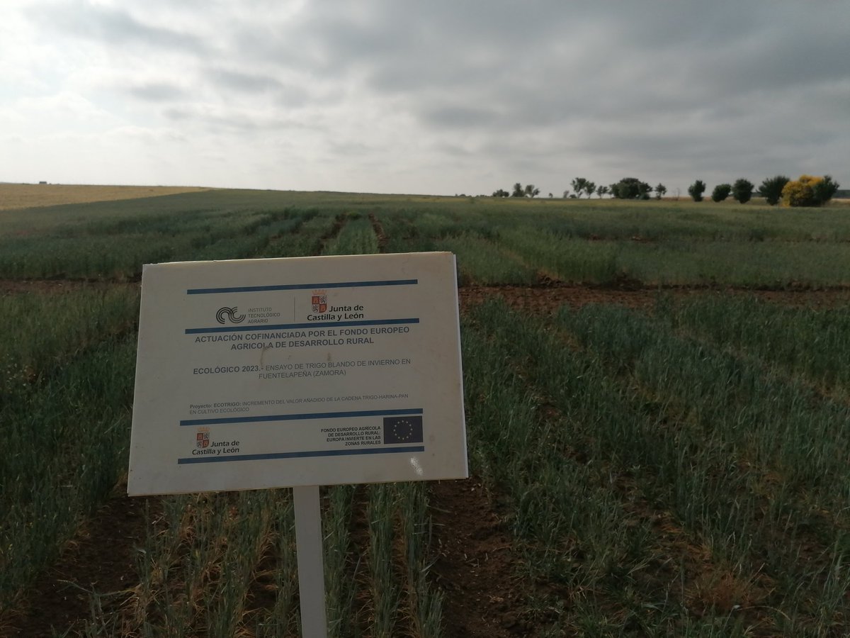 ECOTRIGO's tweet photo. Hoy en Castrillo de la Guareña, ha tenido lugar la #JornadadeCampo de #ARAE y hemos compartido con los agricultores  los ensayos de variedades en #ecológico. Previamente a participado @AngoraCereales instruyéndonos sobre las mejores variedades para la cadena 🌾-harina-🥖. https://t.co/6rjzOglP3h