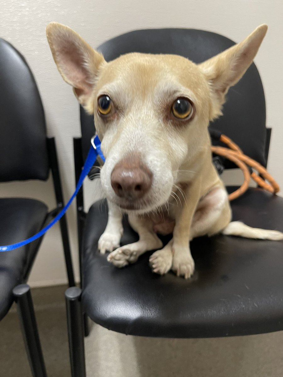 TomerAzarly's tweet photo. My little man Duke tore his ACL and is having surgery on it today.

Please send him your best wishes 🙏🏽 https://t.co/JvZJOC6BZt