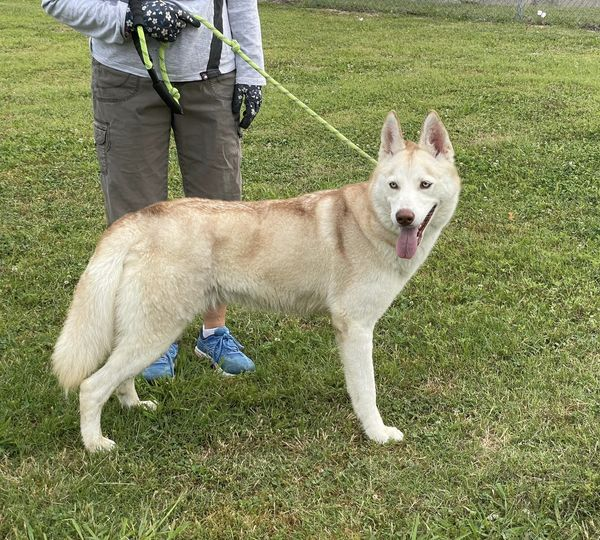 Pretty pretty pretty girl! Willow is a 2 year old Husky. Very loving and playful. Typical high energy Husky. Needs an active adopter. #adoptdontbuy #husky
