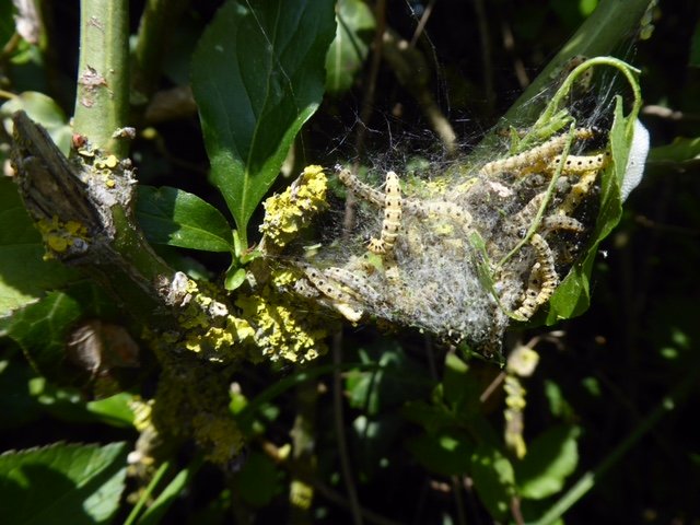 Stephen Brown tweet media