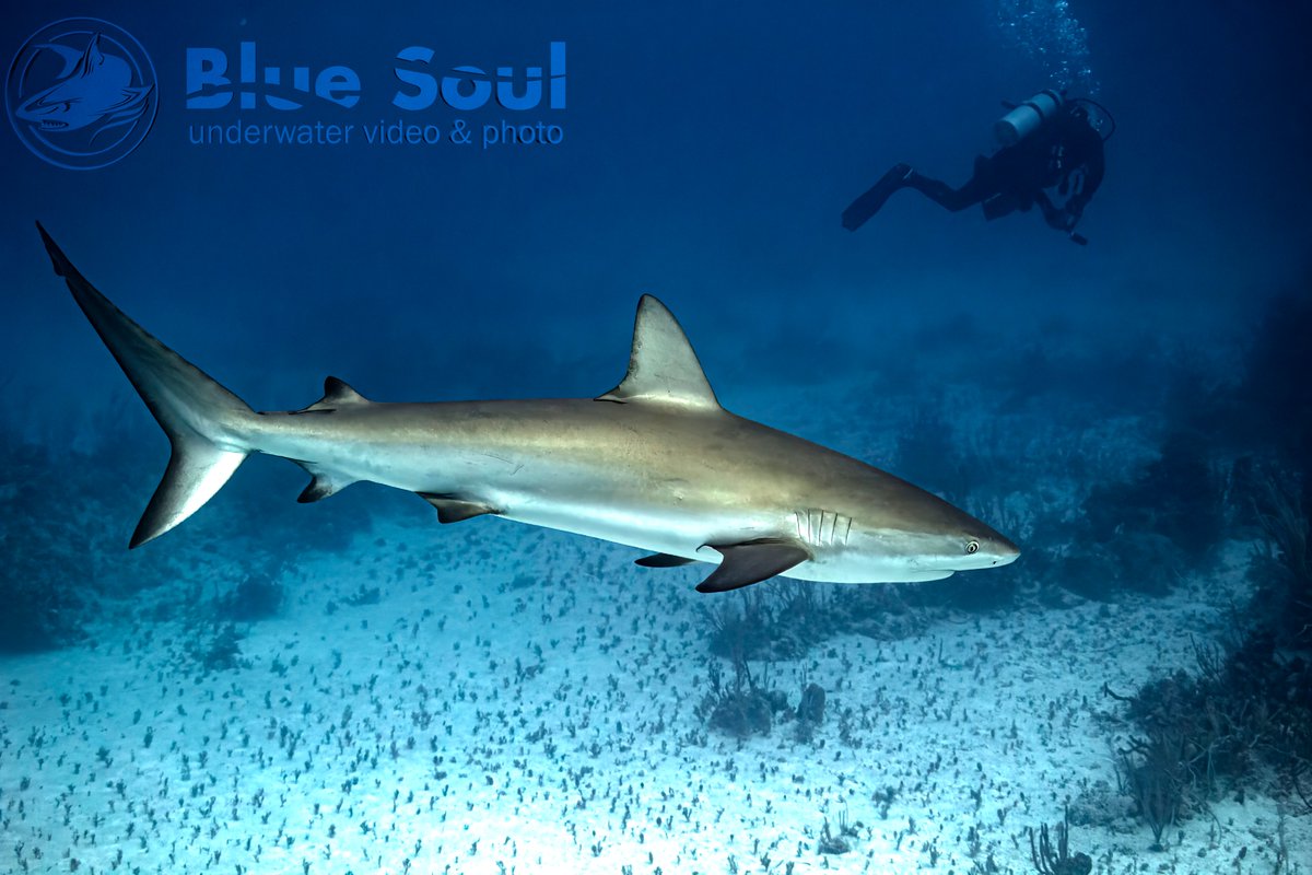 Bimini the Bahamas!

#shark #sharkweek #sharkattack #sharkdiving #sharklover #sharks #sharktank #sharklove #sharklife #sharkfishing #sharkbait #sharkcage #sharkdive #sharkselfie #sharkcagediving #sharkaddicts #sharkbite #sharktooth #sharkvideo #sharknose #sharklovers #sealife