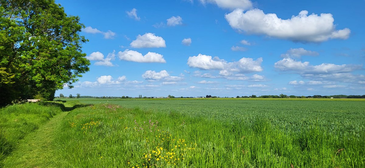 sarahchookas's tweet photo. A field of buttercups! πΌ Lovely sight to see on our walk through #Frognall this evening πΆββοΈπΆπ½ββοΈ https://t.co/Ilf0xe0378