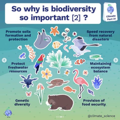 UNBiodiversity's tweet photo. Sadly, biodiversity loss has become an increasingly bigger problem as roughly 27,000 species go extinct every year. This can be attributed to both land use and climate change. #BuildBackBiodiversity 

Via @climatescience https://t.co/B04e4Z1alx
