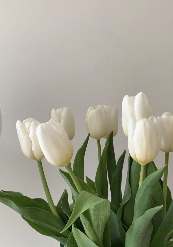 Exulansista's tweet photo. white tulips https://t.co/MjvBgOfgtI