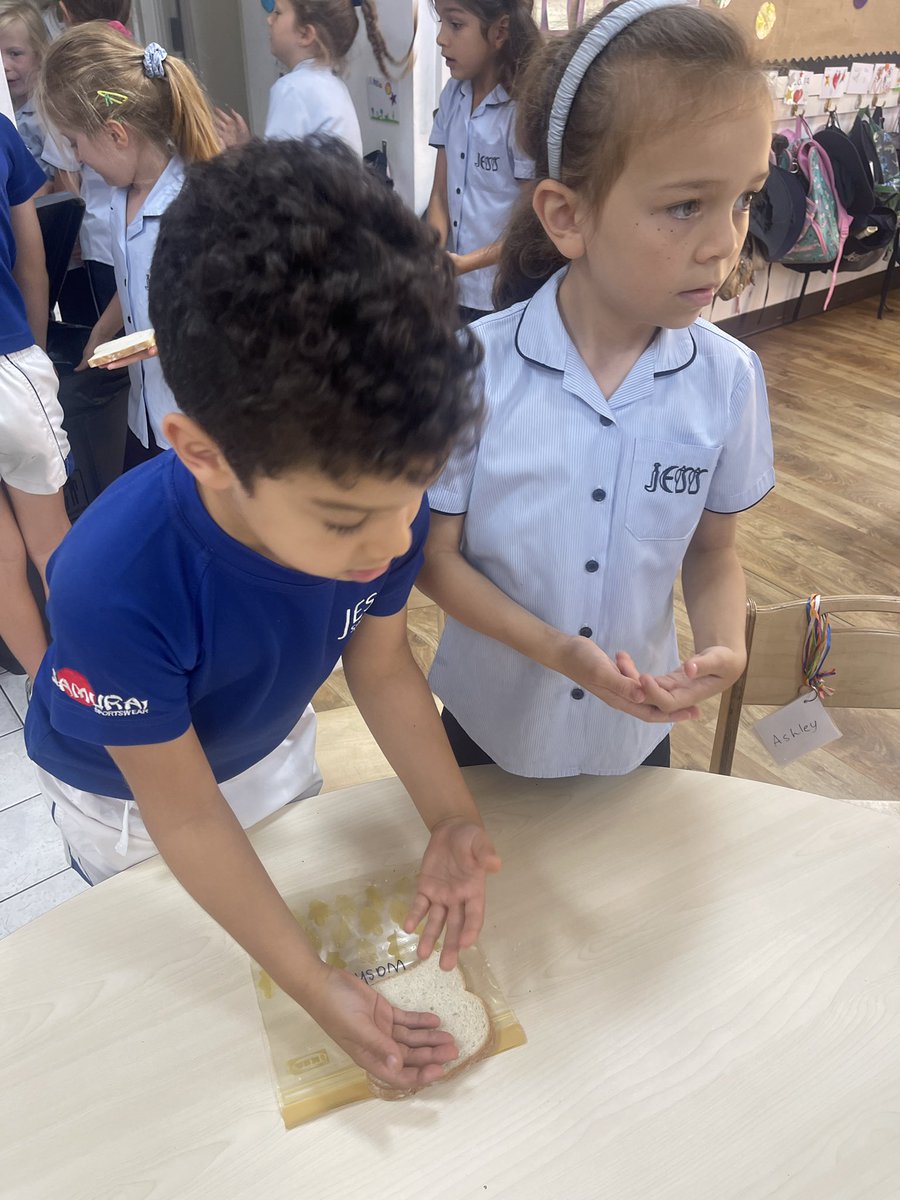 JESS Primary Year 2 (@jessprimaryyr2) on Twitter photo This week in Science, we conducted a hands-on investigation all about hygiene and germs. We touched separate slices of bread with washed and unwashed hands. Now we're eagerly waiting for the results to unfold over the next 10 days. 🦠🧴🍞 <a href="/JESSPrimary/">JESS Primary</a> <a href="/JESSDubai/">JESS Dubai 🇦🇪</a> This week in Science, we conducted a hands-on investigation all about hygiene and germs. We touched separate slices of bread with washed and unwashed hands. Now we're eagerly waiting for the results to unfold over the next 10 days. 🦠🧴🍞 <a href="/JESSPrimary/">JESS Primary</a> <a href="/JESSDubai/">JESS Dubai 🇦🇪</a>