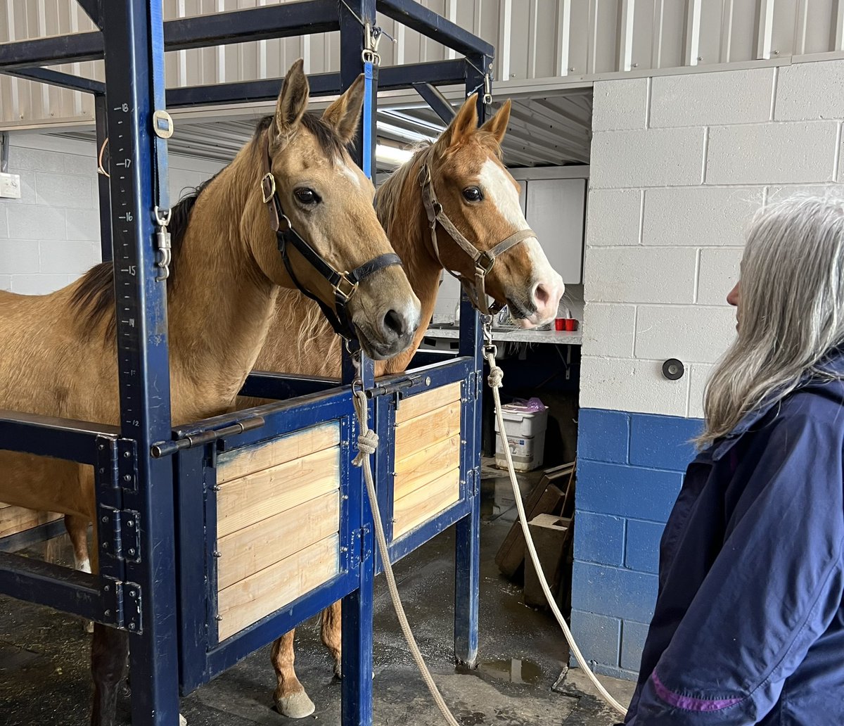 Help Save These #AkhalTeke Bloodlines

You and the Akhal-Teke community are the last chance for these special mares!

akhaltekefoundation.networkforgood.com/projects/19503…

#rarebreed #horserescue #breedrescue #heritagebreed #breedpreservation