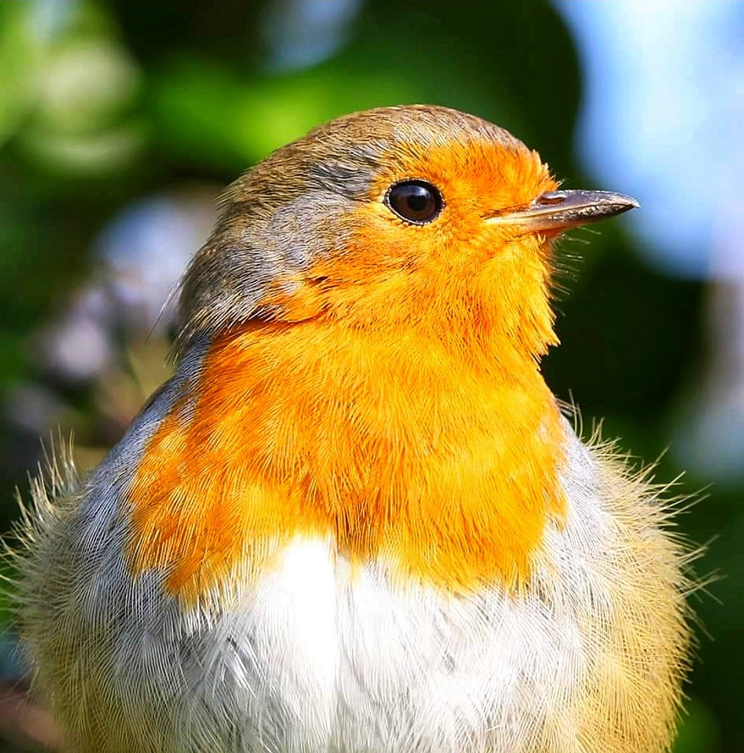 Robin #robin #bird #Birdland #birds #BirdsSeenIn2023 #BirdsOfTwitter #birdwatching #canon #canon7dmk2 #NaturePhotography #nature #NaturePhotograhpy #NaturePositive #natureza #wild #wildlife #wildbird