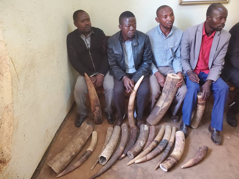 4 suspects were arrested this morning in Butembo, North Kivu province, by the joint efforts of the National police , the magistrate court with the technical support from @ConservC . The 4 who pled guilty, were arrested in a sting operation with 11 ivory tusks cut into 17 pieces.