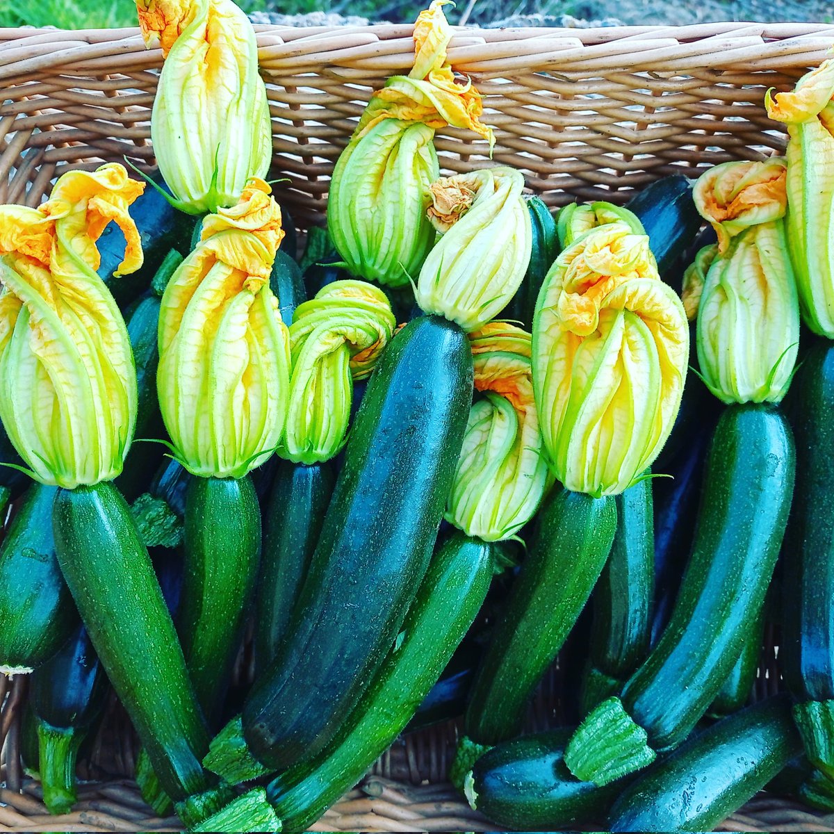 Freshly picked courgettes available at the farm gate tomorrow Friday until noon together with our award winning asparagus, fresh lettuce and new potatoes #buylocal #supportBritishfarmers #organicvegetables