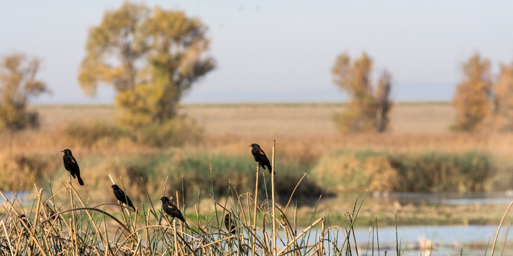 UWyo College of Agriculture Life Sci & Nat Res tweet media