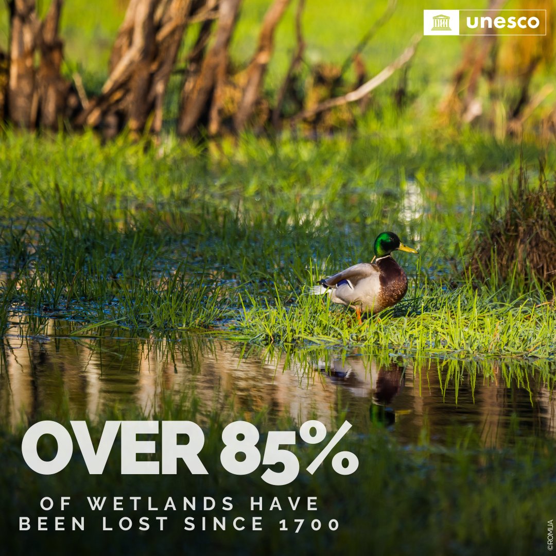 UNBiodiversity's tweet photo. Let's celebrate the incredible diversity of life on our planet, including the vital role that wetlands play. 🌿🌎

Wetlands are biodiversity hotspots, providing habitat for countless species and supporting our ecosystems.  https://t.co/oTBglvzRgv #ForNature

Via @UNESCO https://t.co/aI6sKf8qJU