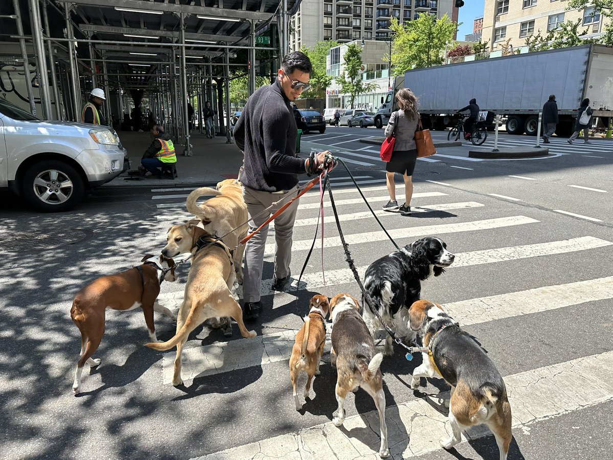 NYSideways's tweet image. Quite a handful! Dog walking on W93rd St and Columbus. #dogsofinstagram #dogsofnyc #sideways