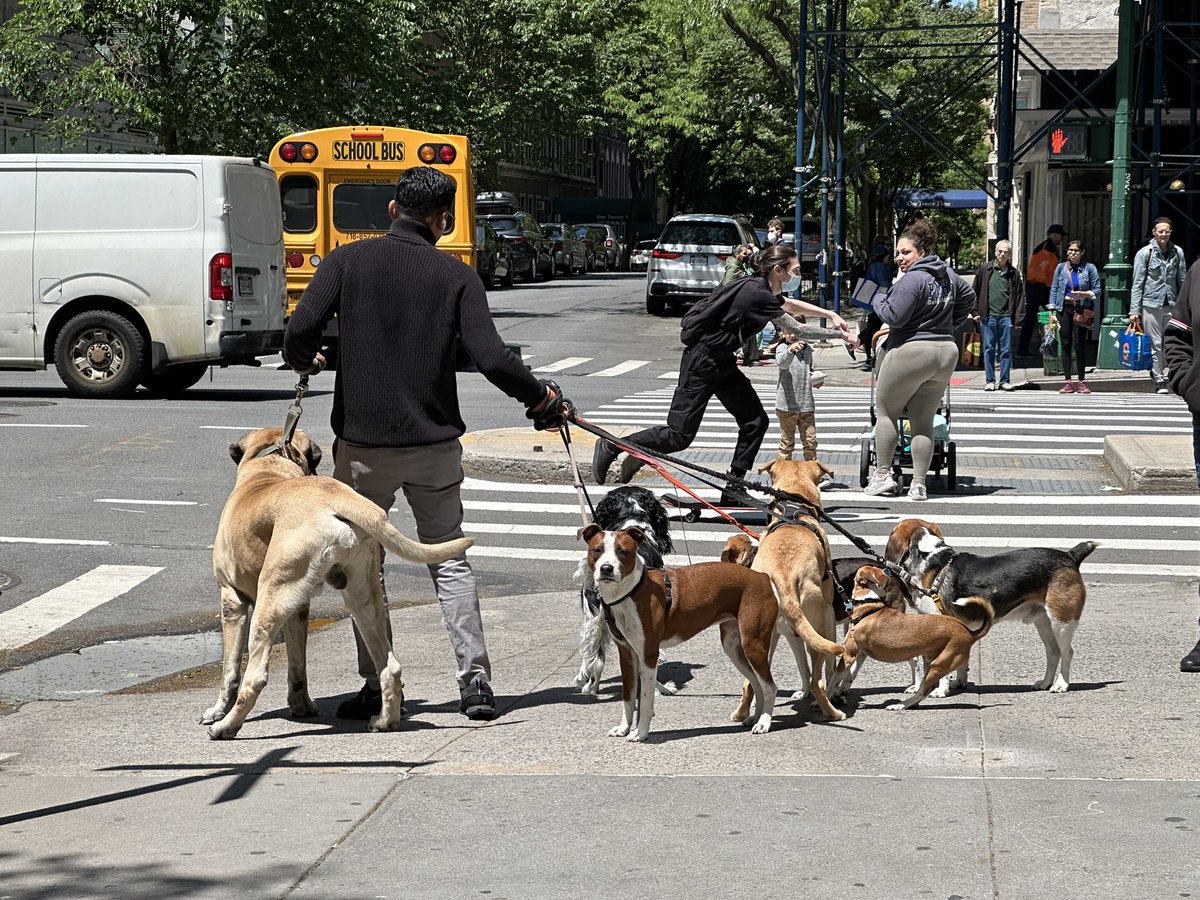 NYSideways's tweet image. Quite a handful! Dog walking on W93rd St and Columbus. #dogsofinstagram #dogsofnyc #sideways
