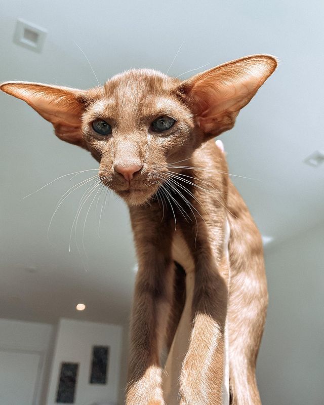 ICYMI // Does your pet resemble the legendary Jedi Master Yoda? Share a pic of your pet by tagging <a href="/Chewy/">Chewy</a> and hashtags #ChewyCastingCall and #Maythe4thBeWithYou for a chance to win BIG &amp; reign supreme. Terms &amp; Conditions apply: chwy.co/3qedOws

📷: newt.and.samir