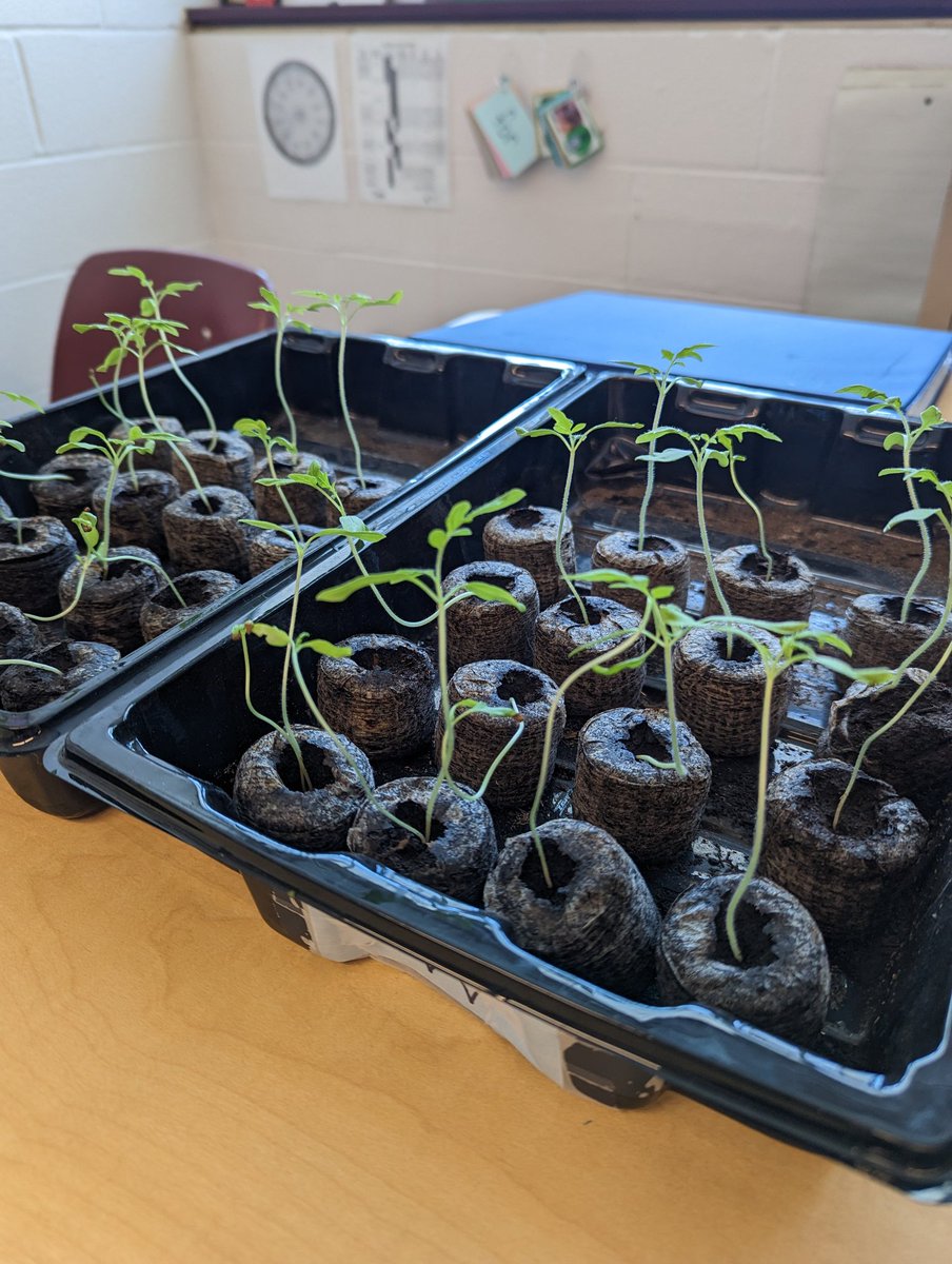 Allison Marquis (@ms_marquistvdsb) on Twitter photo Today was a very #scientific day in Grade 4...we submitted our <a href="/Tomatosphere/">Tomatosphereโข</a> results and uncovered the space seeds! There's lots of #germination and #excitement going on around here. ๐
๐ <a href="/TVDSB_STEM/">TVDSB STEM</a> <a href="/AshleyOaksPS/">Ashley Oaks PS</a> Today was a very #scientific day in Grade 4...we submitted our <a href="/Tomatosphere/">Tomatosphereโข</a> results and uncovered the space seeds! There's lots of #germination and #excitement going on around here. ๐
๐ <a href="/TVDSB_STEM/">TVDSB STEM</a> <a href="/AshleyOaksPS/">Ashley Oaks PS</a>