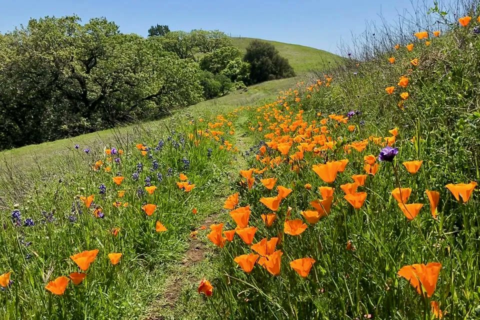 pambuda's tweet photo. 🌲🥾 Here are a few #SonomaCounty #hikes to try this month:

📍Pepperwood Preserve in Santa Rosa
📍Jack London State Historic Park in Glen Ellen
📍Phillips Gulch at Salt Point State Park 
📍Stengel Beach at The Sea Ranch
📍Wildflower Loop in Jenner Headlands Preserve https://t.co/375UYWTgKK