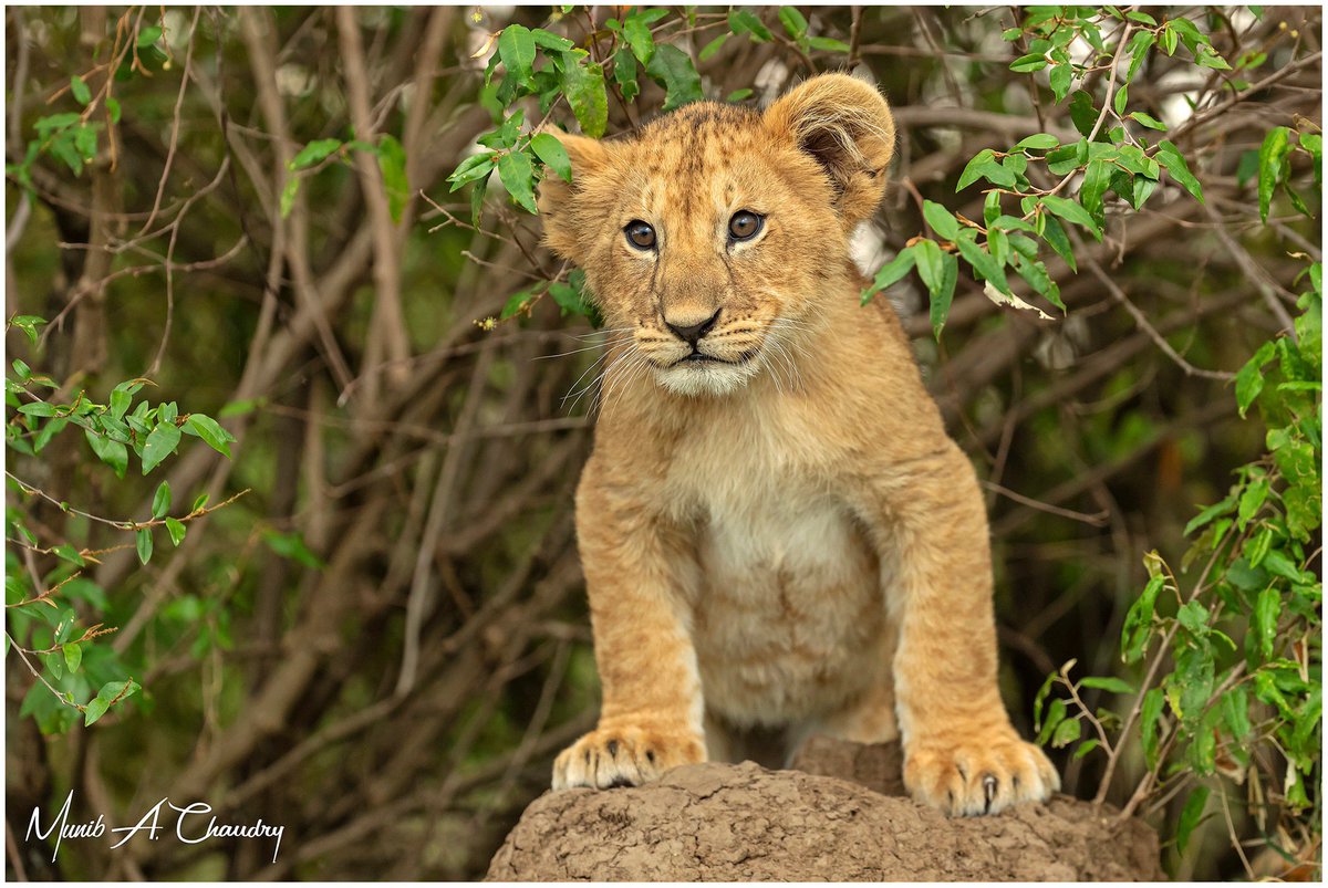 The Prince of Rekero, posing on a rock, photographed in the Maasai Mara Game Reserve, Kenya. 
#lion #pantheraleo #wildlifephotography #TwitterNatureCommunity #TwitterNaturePhotography #BBCWildlifePOTD #NationalGeographic #TwitterWiildlife