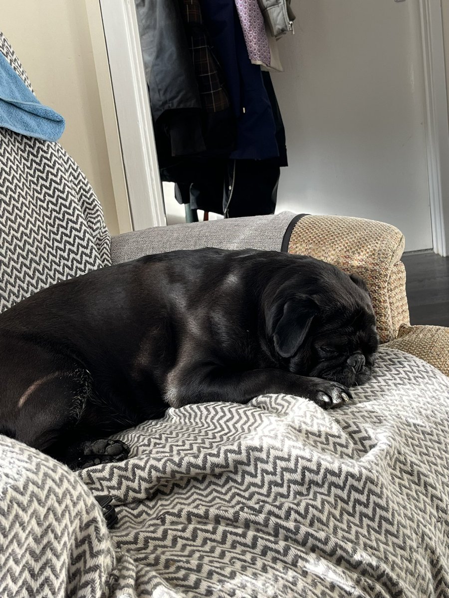 Let sleeping pugs lie. They’ve had a busy day driving me crazy. #puglife #pugs #pugsoftwitter #dogsofinstagram