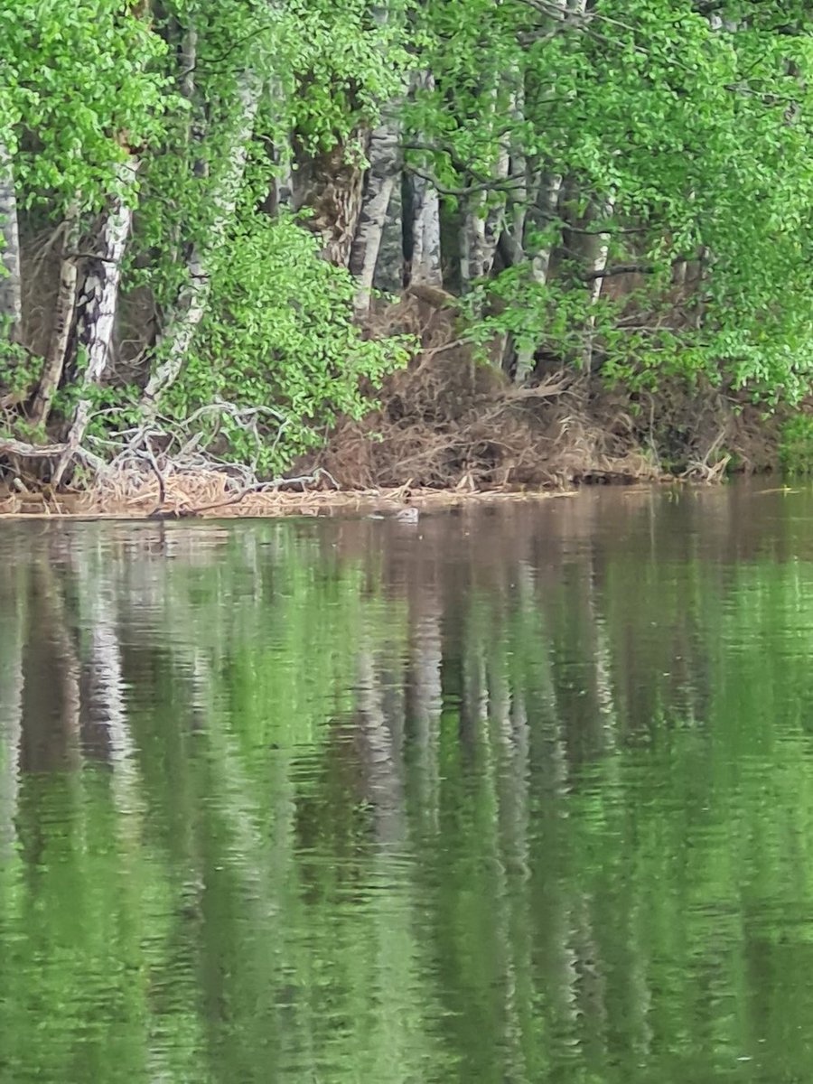 Great day at the EU Nature Directors meeting in Färnebofjärden national park ! Truely amazing to see riparian forests and beavers. 🦫
Thanks to @sweden2023eu