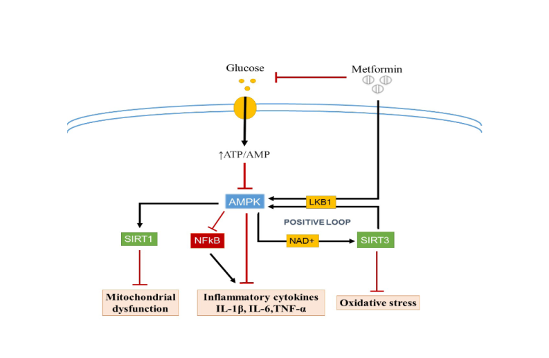 #Repurposing drugs for #osteoarthritis with the potential to reduce cell senescence is a justified therapeutic strategy. Such is the case of #metformin, the most widely used antidiabetic medicine with well-known pharmacokinetics. doi.org/10.56543/aaeeu…