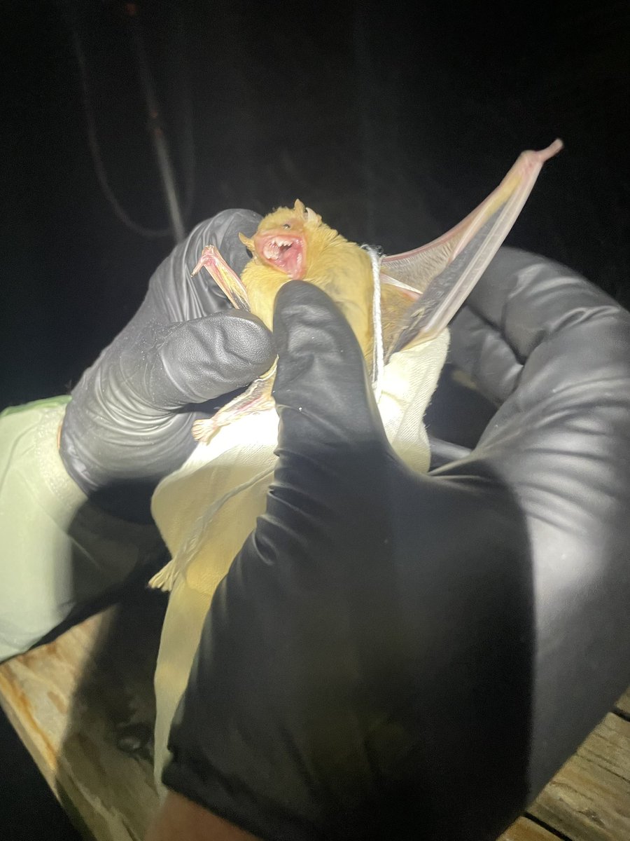 EvaSHornaLowell's tweet photo. Caught my first western yellow bat last night!!!!! This photo 100% represents their lil personalities. #Bats #fieldwork #CoachellaValley #Stoked #mistnet https://t.co/uhXsAZqFt6