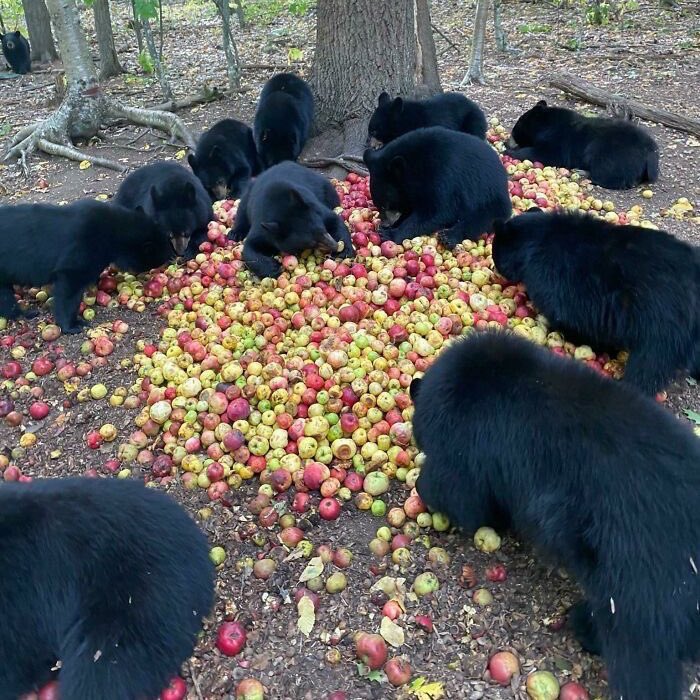 They swarmed upon it with great fury, tearing it to shreds, mercilessly. So much so, any discernable form was entirely lost.