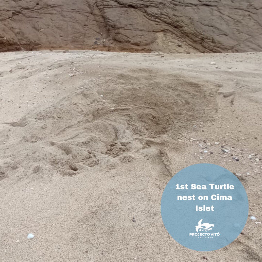 projecto_vito's tweet photo. 1ST SEA TURTLE NEST ON THE ISLETS OF ROMBO INTEGRAL NATURAL RESERVE - CIMA ISLET

#seaturtles #monitoring #nesting #nests #IntegralNaturalReserve #ilhéusdoRombo #ilhéusdeCima https://t.co/oBh1wQk3Ee