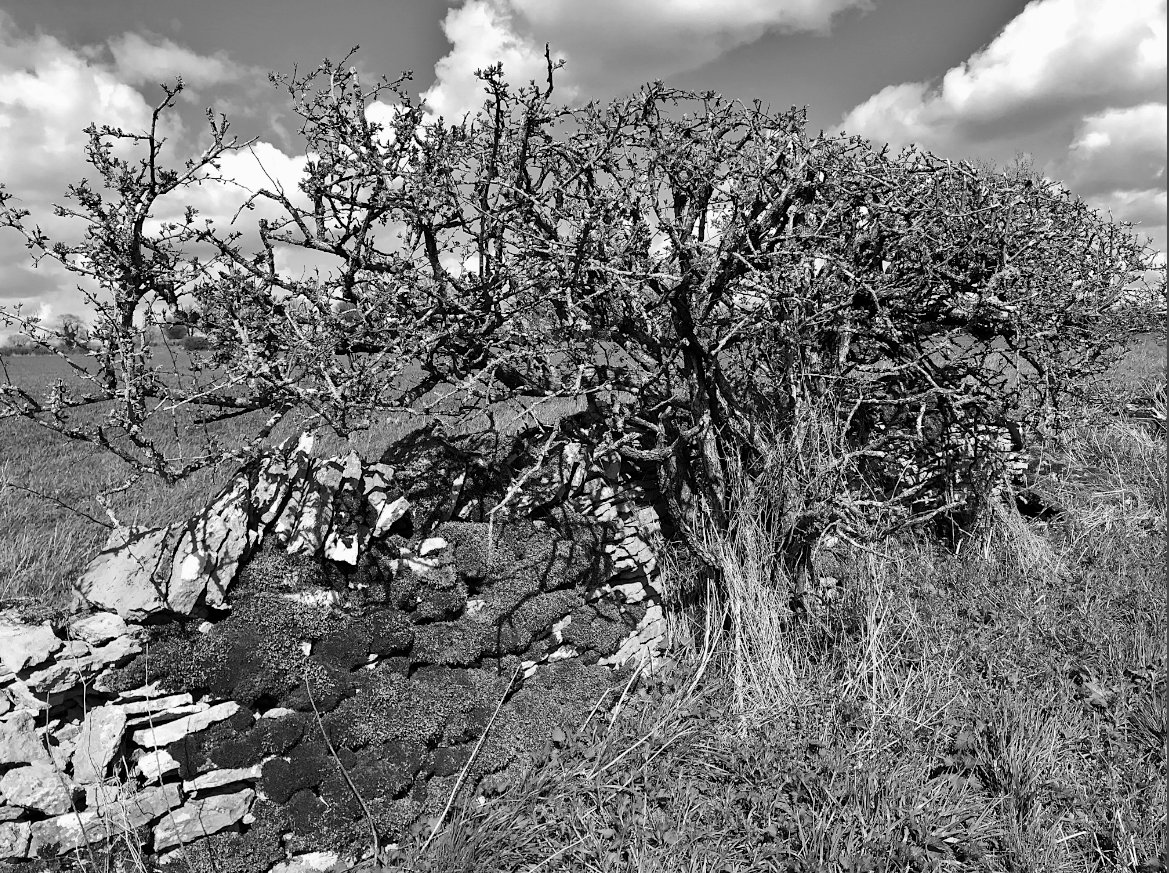 Preconceptions of what constitutes a border with enfolding otherworlds, what the sacred looks like need to abandoned. For we may find moss maps to enchantments on old stone walls, signposts to wonder in the direction of wind-bullied trees. – #EmilyBanting, 1981