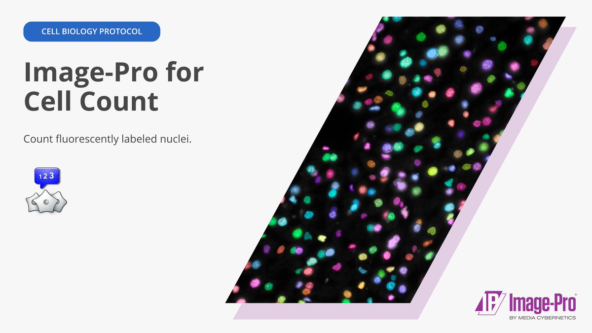 ImageAnalysis's tweet image. Cell counting can be as easy as 1️⃣, 2️⃣, 3️⃣!

Say goodbye to tedious, error-prone manual counting and embrace the efficiency and accuracy of automated cell counting.

#ImagePro #CellCount #CellCounting #ResearchMadeEasy #LifeSciences #ImageAnalysis #Imaging #Microscopy