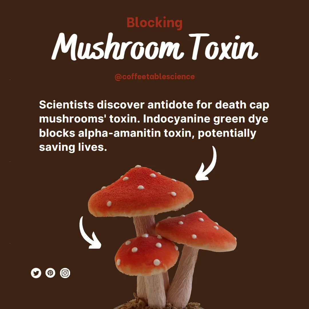 Scientists have made a groundbreaking discovery! They have found an antidote for the deadly toxin in death cap mushrooms.💡💚  Indocyanine green dye has been found to block the alpha-amanitin toxin.

#ScientificDiscovery #AntidoteForDeathCapToxin #IndocyanineGreen