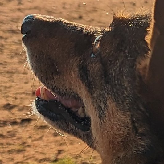 this looks like a beautiful sunset photo until you zoom in on her face looking at the treat