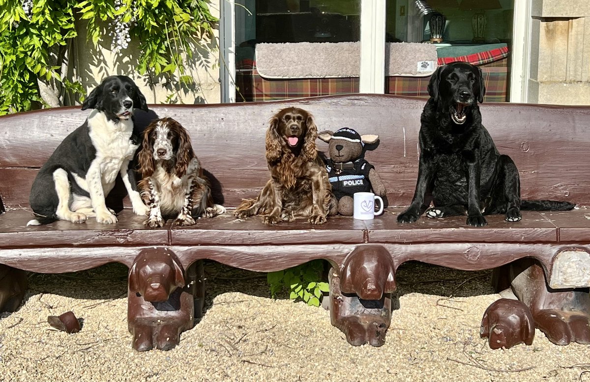 The_NFRSA's tweet photo. It was such a beautiful day today - our mascot, #PDKyle - who started his life with @K9Scottish and has now come to live with us - decided he wanted to go for a walk in the garden, with a drink in his favourite mug. 

He took some friends with him. 

They didn’t drink his tea.. 

You can have your own NFRSA mug if you’d like. All profits to our retired service animals! 

https://t.co/GKqtCLrXkK

💜🐾💜🐾💜🐾💜

#nfrsa #prisondogs #firedogs #borderforce #prison #fireandrescue #dog #retiredpolicedogs #retiredserviceanimals #animals #animalwelfare #animalhealth #charity #servicedogs #thinblueline #police #policedog #backtheblue #policedogs #dogslife #dogsarefamily #dogsontwitter #dogsoftwitter #dogs