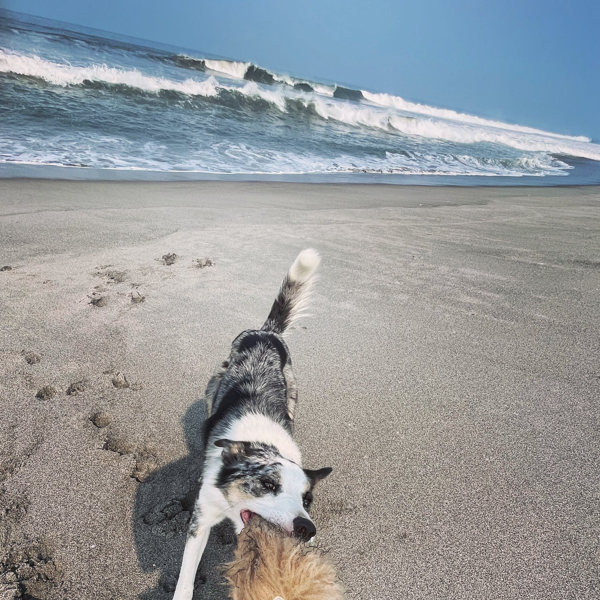 Niffler is learning to work near one of his biggest distractions: the ocean. Part of his reward is the sheepskin tug, and part is going swimming after!