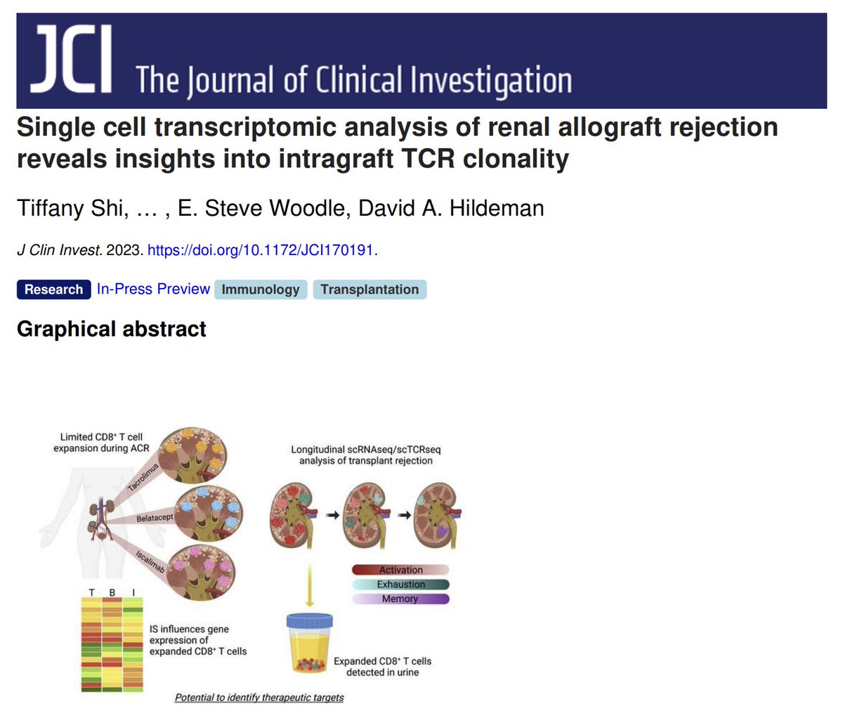 Ecstatic to share that our recent work using scRNAseq to study kidney transplant rejection has been published in @jclinicalinvest! 
jci.org/articles/view/…
@HildemanLab @Hildy46 @eswMD  @CincyImmunology @UCResearch @GradCollegeUC 

Summary 🧵 below: