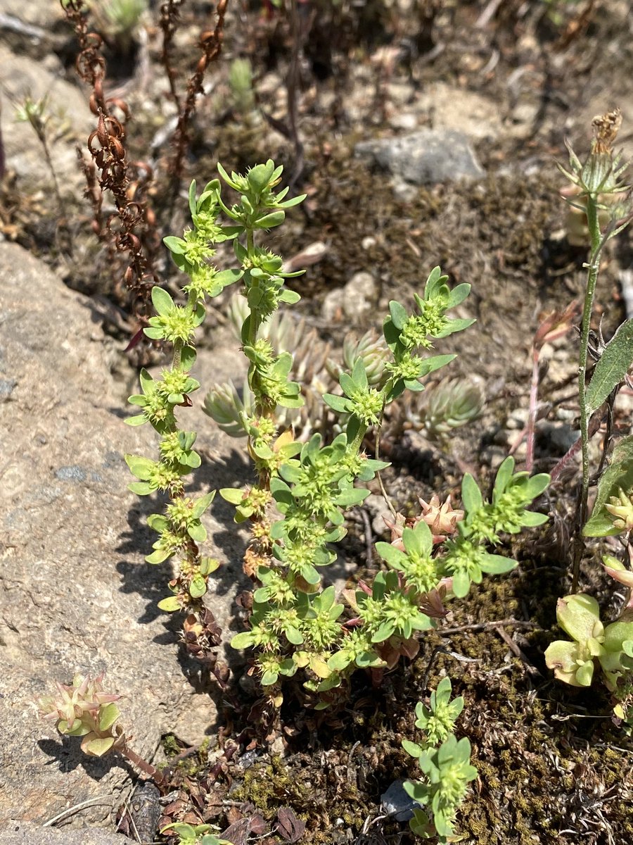 Feldbotanik's tweet photo. #Mediterranean species ๐
(I like it unconscious! :-)
#Theligonum cynocrambe (#Rubiaceae!)
#Anagramma leptophylla
#Paronychia echinulata
#Rhamnus alaternus https://t.co/Q2P0iALFgO