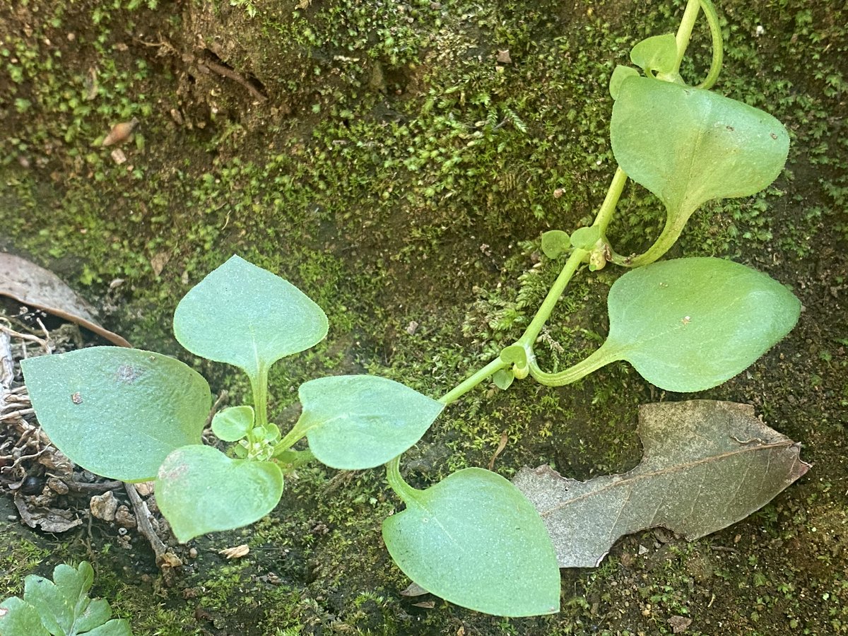 Feldbotanik's tweet photo. #Mediterranean species ๐
(I like it unconscious! :-)
#Theligonum cynocrambe (#Rubiaceae!)
#Anagramma leptophylla
#Paronychia echinulata
#Rhamnus alaternus https://t.co/Q2P0iALFgO
