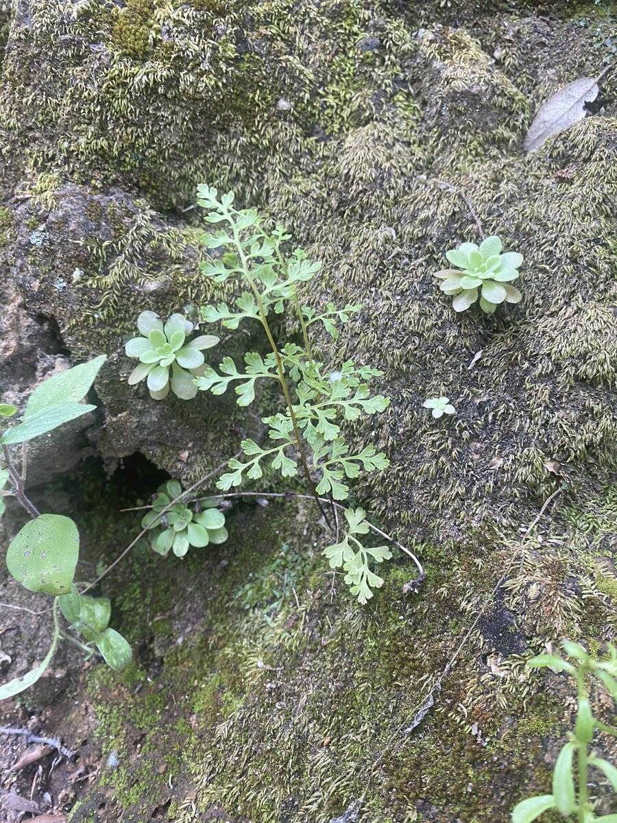 Feldbotanik's tweet photo. #Mediterranean species ๐
(I like it unconscious! :-)
#Theligonum cynocrambe (#Rubiaceae!)
#Anagramma leptophylla
#Paronychia echinulata
#Rhamnus alaternus https://t.co/Q2P0iALFgO