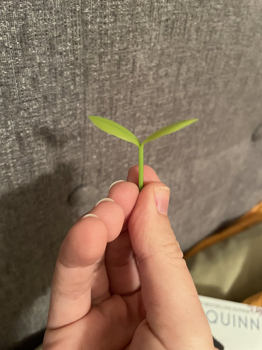 rylesthemezzo's tweet photo. i got these little leaf bookmarks from B&amp;N and they are so cute it looks like a little plant is growing from your book https://t.co/MG5bVbjJfR
