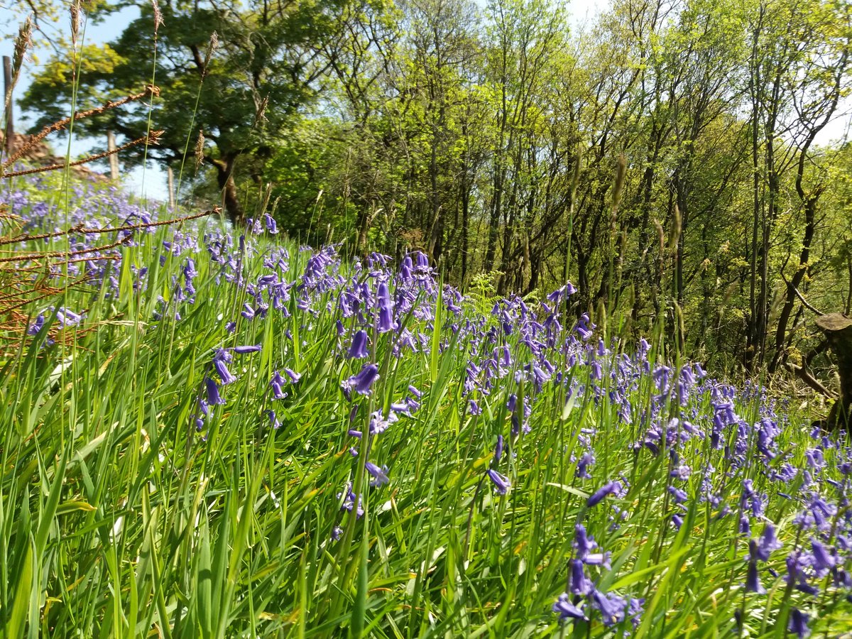 It's that time of the year at <a href="/Gradbachscouts/">Gradbachscoutcamp</a> #bluebellseason