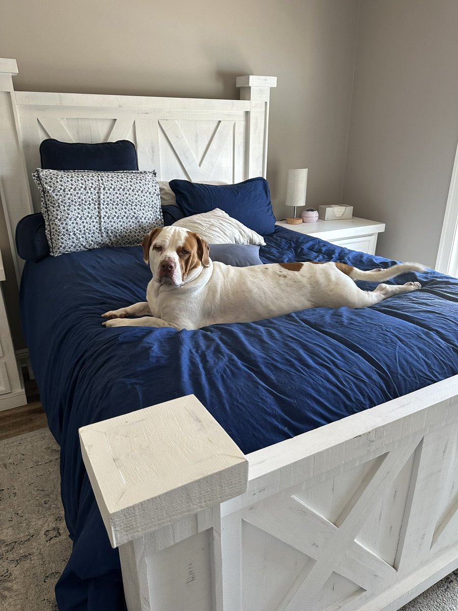 Dawn on Twitter "I know I probably post too many pics but this dog