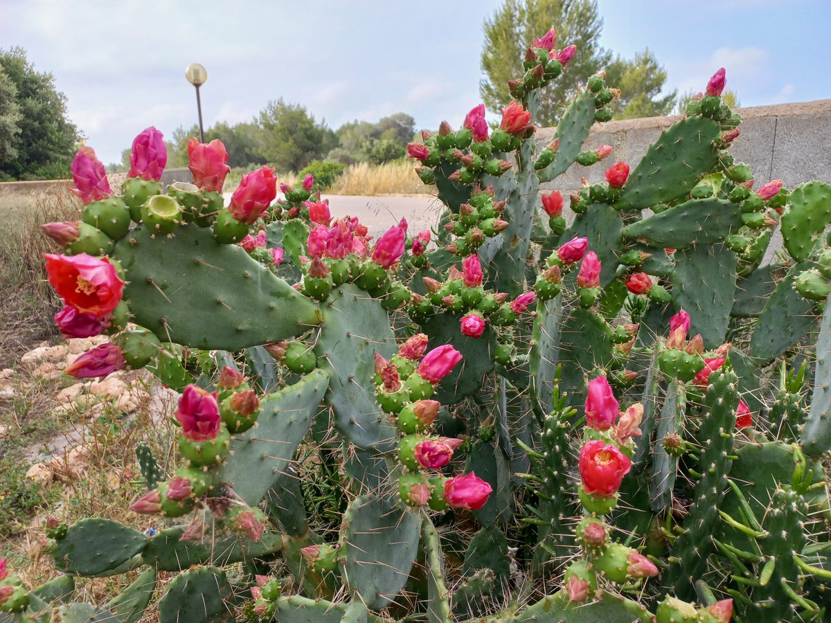 SylviavdSchraaf's tweet photo. Antes de la #tormenta, observando #abejas 🐝 alimentándose de las flores del #cactus #chumbera/#nopal/#tuna o #opuntiaficusindica Un restaurante 5☆ para los insectos pero sobre todo esa abeja q se estaba poniendo las botas...
#mascolormenosdolor
#volviendoacaminar #dolorcrónico https://t.co/i5i4Csz9xM
