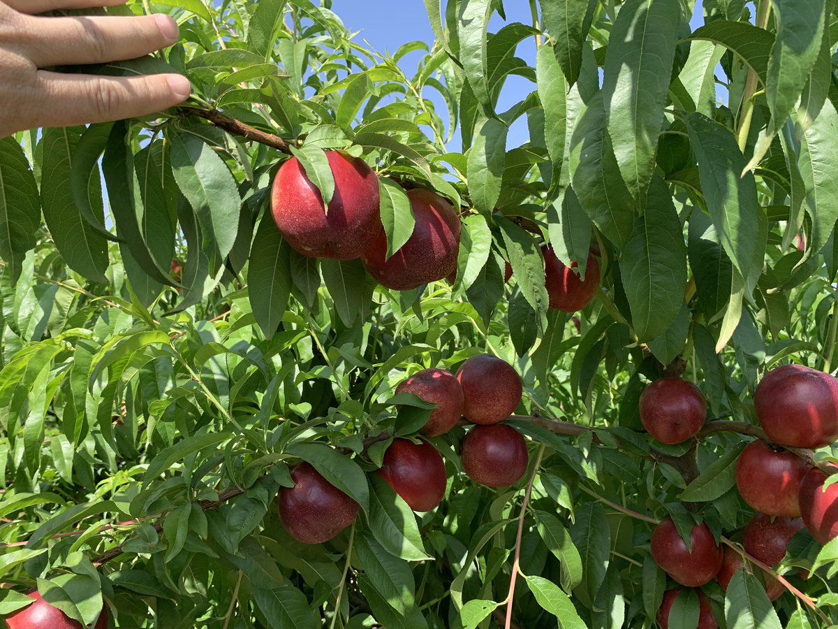 pfernandez1975's tweet photo. Visita junto con #Fitobassal a plantación de nectarino var. Boreal en Valdivia (Badajoz) con Protocolo #CropBalance de @sipcam_iberia Resultados excepcionalidades en cosecha 🍑👏💪 #equilibrionutricional #bioestimulantes #bacteriasPGPR https://t.co/65i2MyVtRD