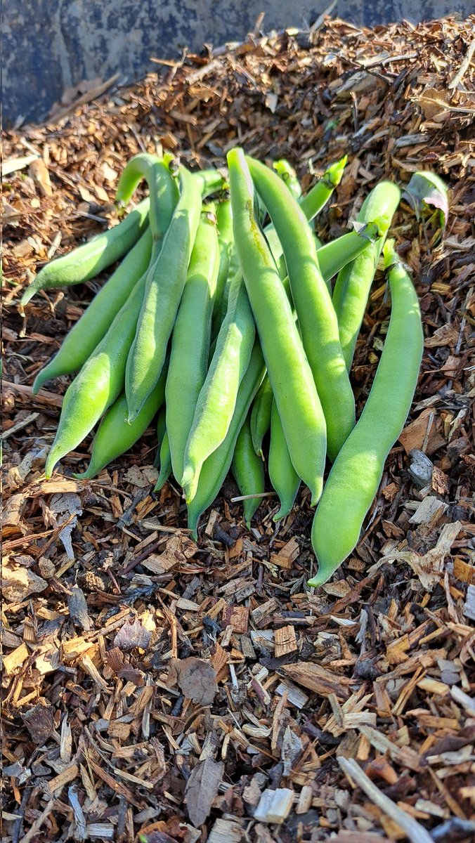 Today, we harvested some more broad beans. It's so satisfying preparing the vegetables for dinner that you have grown 😋 🤗 🙌 ✨️🙏🫛💖#allotment #allotmentuk #allotmentgardening #allotmentlife #growyourownfood #firstallotment #offgridproject #growvegetables #growyourown