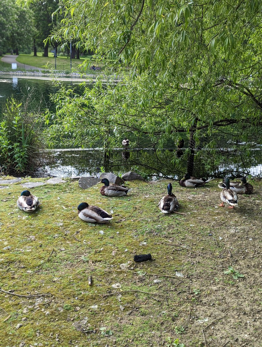 Another 3k tonight 

Location: Albert Park🌲

Same park, different scene😎