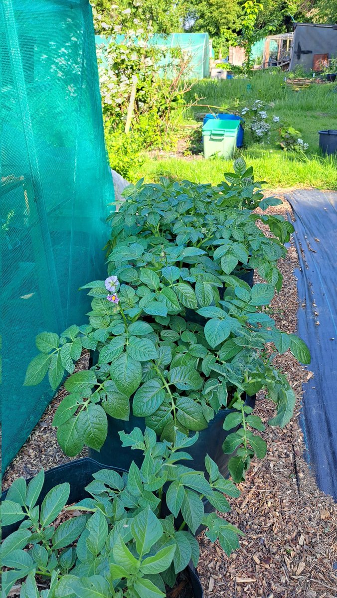 Yay... Our potatoes have flowers #allotment #allotmentuk #allotmentgardening #allotmentlife #growyourownfood #firstallotment #greenhouse #offgridproject #offgridlife #vanlifeuk #vanlifestyle