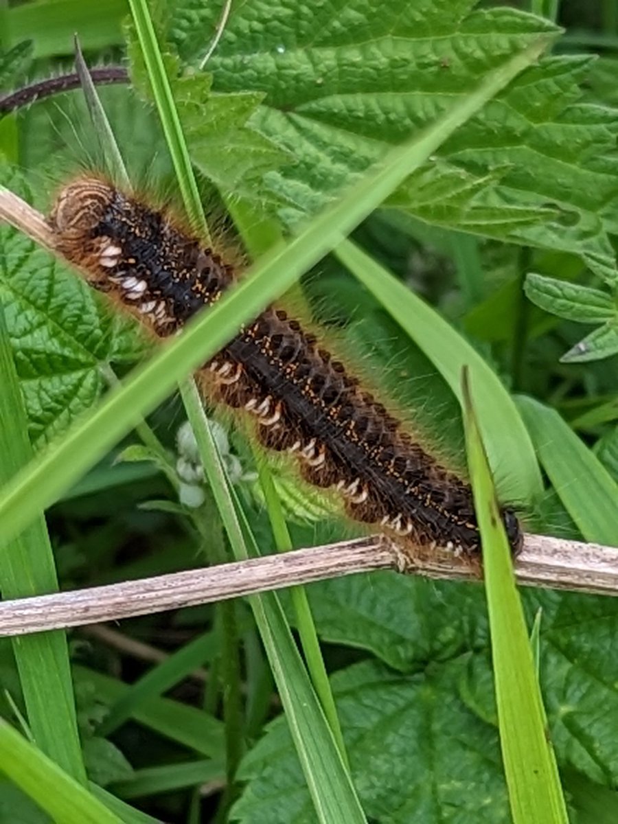 Out on the Telford Weald today finds included golden bloomed grey longhorn,wasp beetle,crab spider,xysticus cristatus with lunch,,drinker moth caterpillar