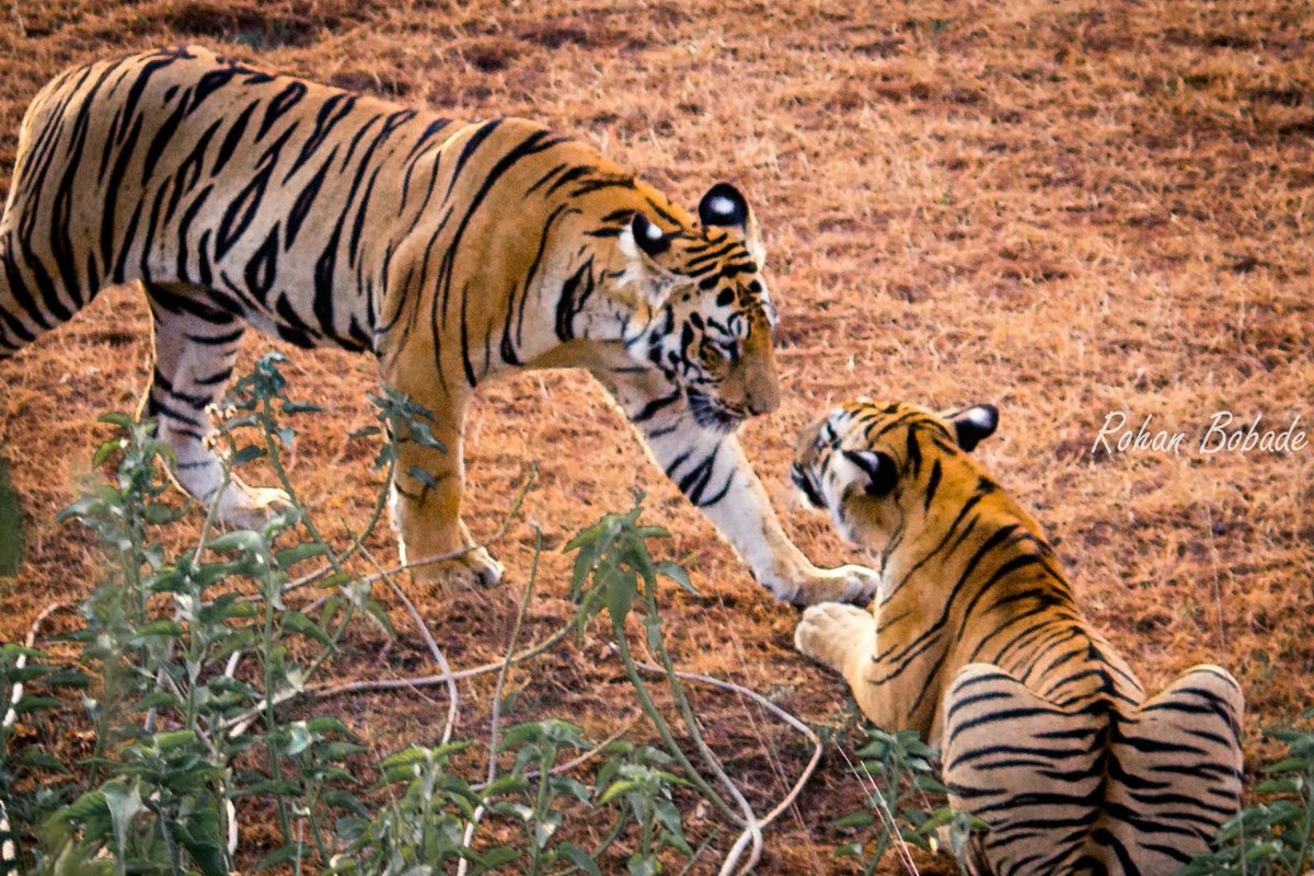 @ntca_india #Umred #TigersOnThursday
