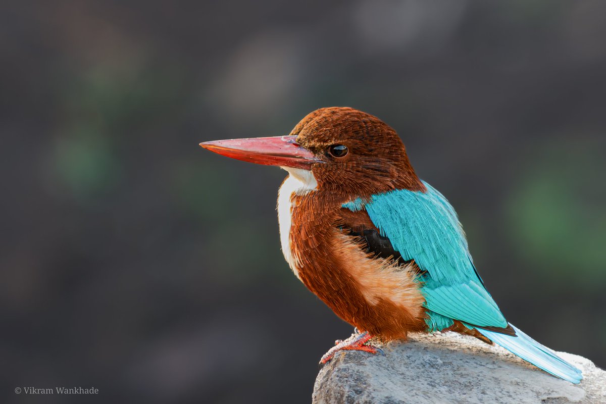 A sharper one!
#canon #photography #canonphotography #photographer #photooftheday 
#kingfisher #bird #birds #kingfishers #nature #birdsofinstagram #art #wildlife #commonkingfisher #kingfisherspub #kingfisherresort #wildlifephotography #kingfisherdecking #birdphotography